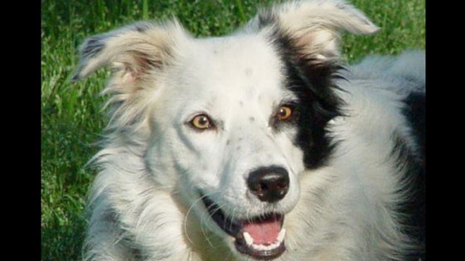 border collie chaser
